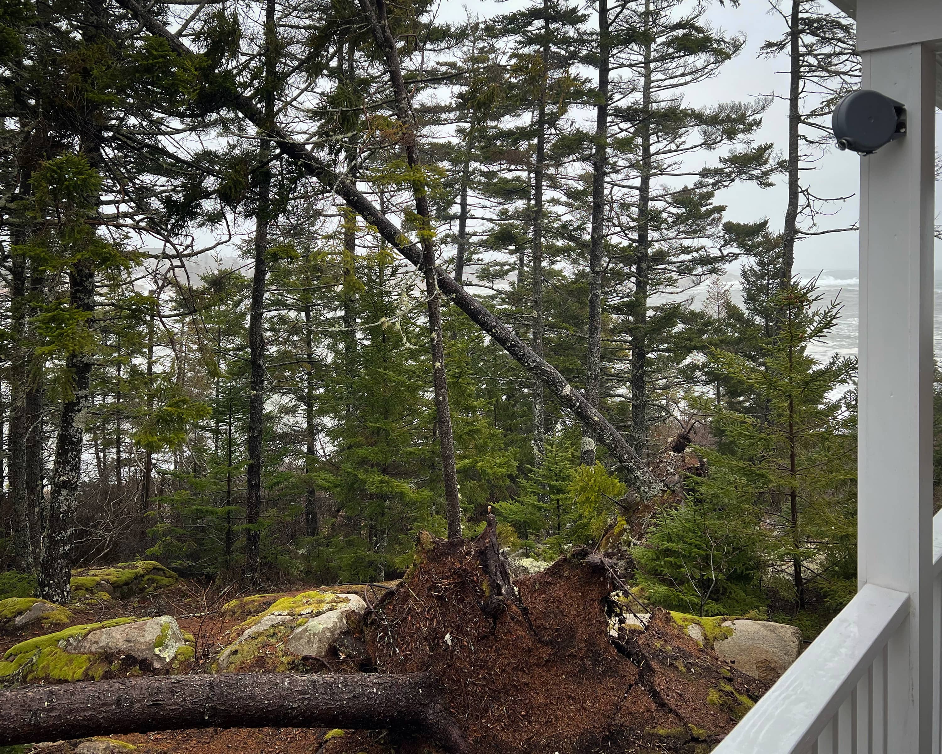 TAMKO - Matinicus Island Case Study - Fallen Tree